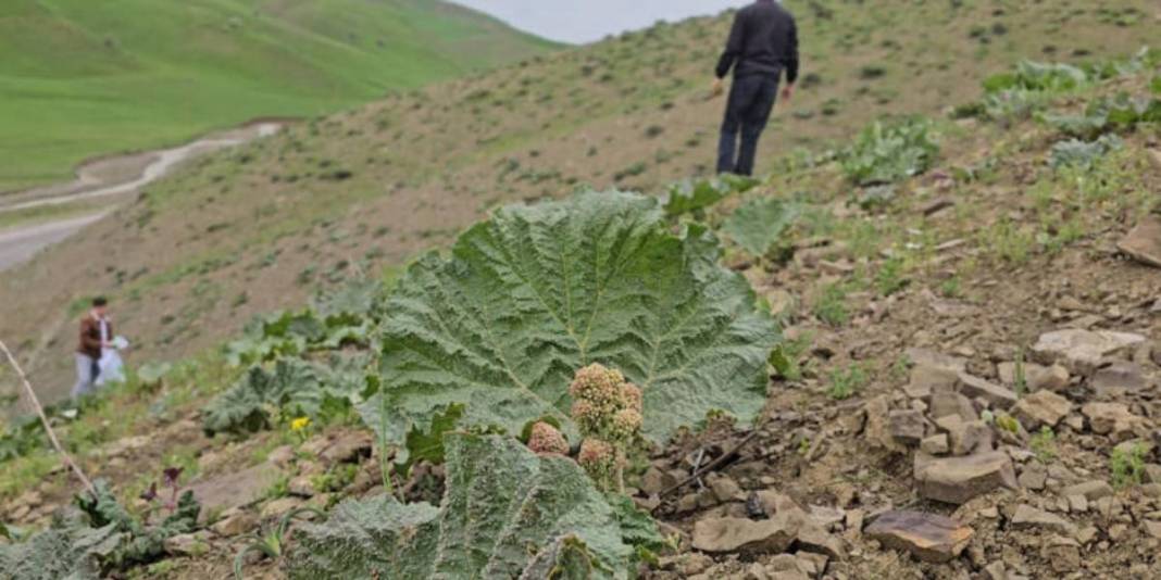 Vatandaşın yüksek rakımda mesaisi başladı! Tek tek toplayıp, kilosunu 150 TL’den satıyorlar 1